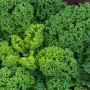 Капрал семян капусты листовой (Moravoseed)