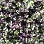 Капуста листова червона Калє насіння мікрозелені (Agrocity)