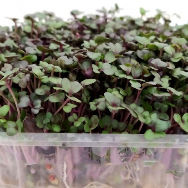 Капуста листова червона Калє насіння мікрозелені (Agrocity)