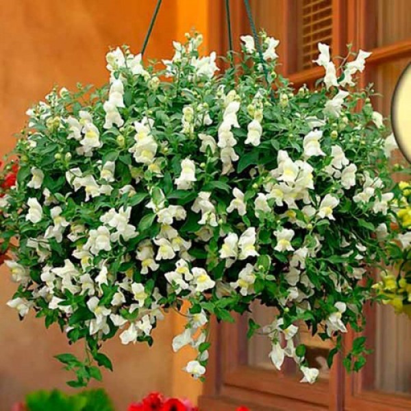 Кенді F1 білий (white) насіння антиринуму (Sakata)