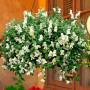 Кенді F1 білий (white) насіння антиринуму (Sakata)
