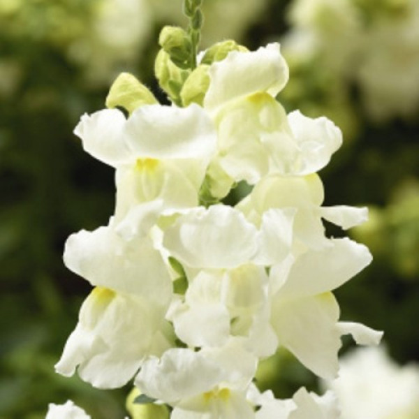 Кенді F1 білий (white) насіння антиринуму (Sakata)