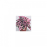 Конфити розовый (pink) семена гипоэстеса (Sakata)