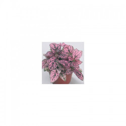 Конфіті рожевий (pink) насіння гіпоестеса (Sakata)
