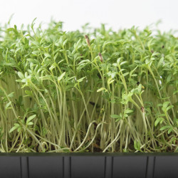 Кресс-салат насіння мікрозелені (Agrocity)