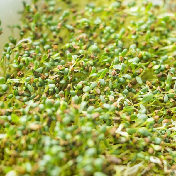 Кресс-салат семена микрозеленые (Agrocity)