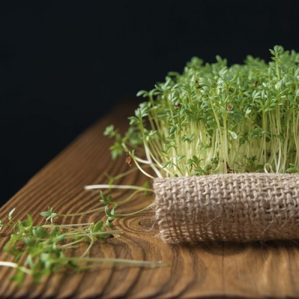 Кресс-салат семена микрозеленые (Agrocity)