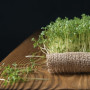 Кресс-салат семена микрозеленые (Agrocity)