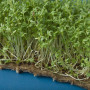 Кресс-салат семена микрозеленые (Agrocity)
