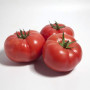 КС 1157 F1 (KS 1157 F1) насіння томату раннього (Kitano Seeds)