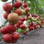 КС 1157 F1 (KS 1157 F1) насіння томату раннього (Kitano Seeds)