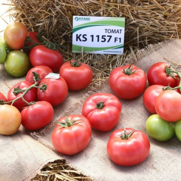 КС 1157 F1 (KS 1157 F1) насіння томату раннього (Kitano Seeds)