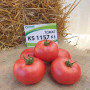 КС 1157 F1 (KS 1157 F1) насіння томату раннього (Kitano Seeds)