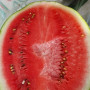 Шейни F1 (KS 163 F1) семена арбуза среднего (Kitano Seeds)