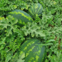 Шейни F1 (KS 163 F1) семена арбуза среднего (Kitano Seeds)