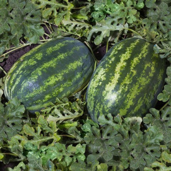 Шейни F1 (KS 163 F1) семена арбуза среднего (Kitano Seeds)