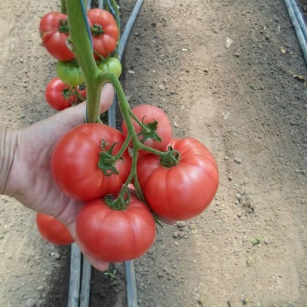 КС 240 F1 насіння помідора індетермінантного (Kitano Seeds)
