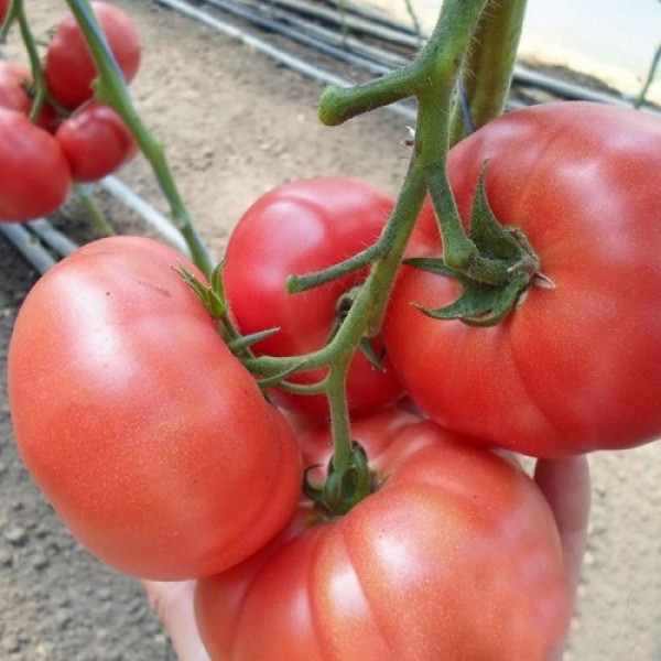 КС 240 F1 насіння помідора індетермінантного (Kitano Seeds)