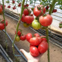 КС 240 F1 насіння помідора індетермінантного (Kitano Seeds)