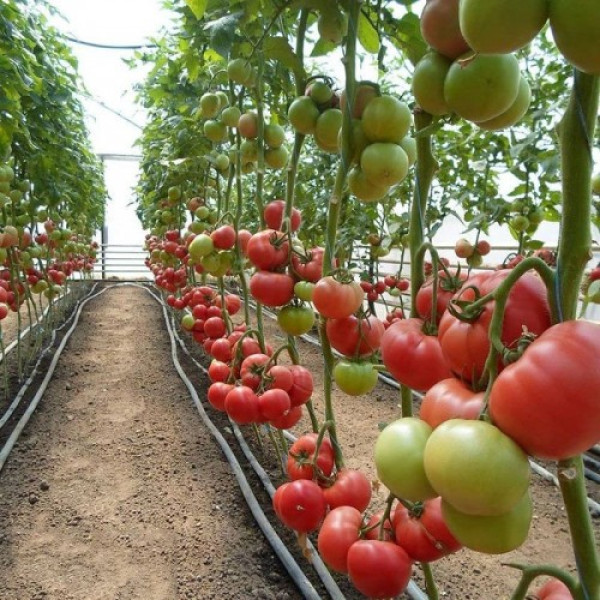 КС 240 F1 насіння помідора індетермінантного (Kitano Seeds)
