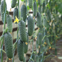 Сатоми F1 (КС 84 F1) семена огурца партенокарпического (Kitano Seeds)