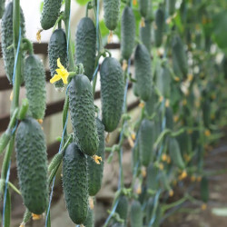 Сатоми F1 (КС 84 F1) семена огурца партенокарпического (Kitano Seeds)