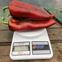 Лира F1 семян перца сладкого (Lark Seeds)
