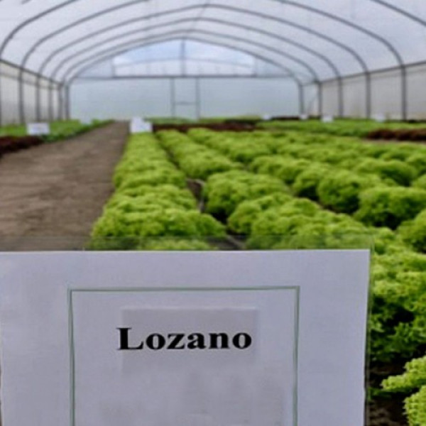 Лозано семена салата тип Лолло Бионда дражированное (Rijk Zwaan)