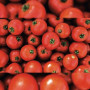 Мамако F1 насіння томата детермінантного (Syngenta)