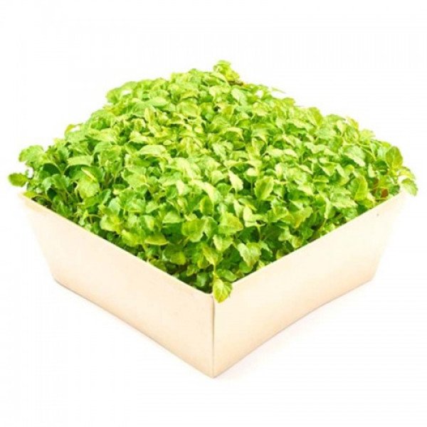 Мелисса семена микрозеленые (Agrocity)