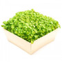 Мелисса семена микрозеленые (Agrocity)