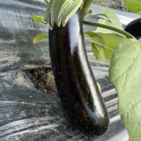 Милая F1 семена баклажана раннего (Lark Seeds)