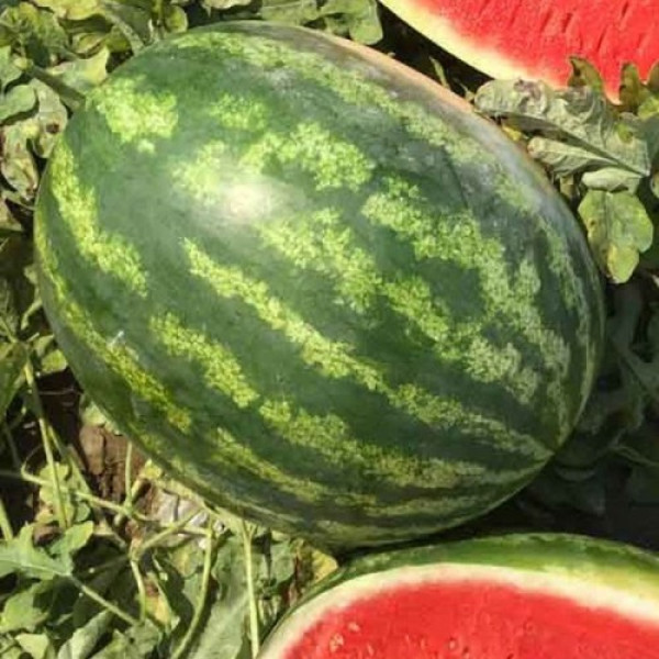 Минерва F1 семян арбуза раннего (Takii Seeds)