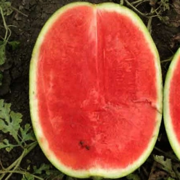 Минерва F1 семян арбуза раннего (Takii Seeds)
