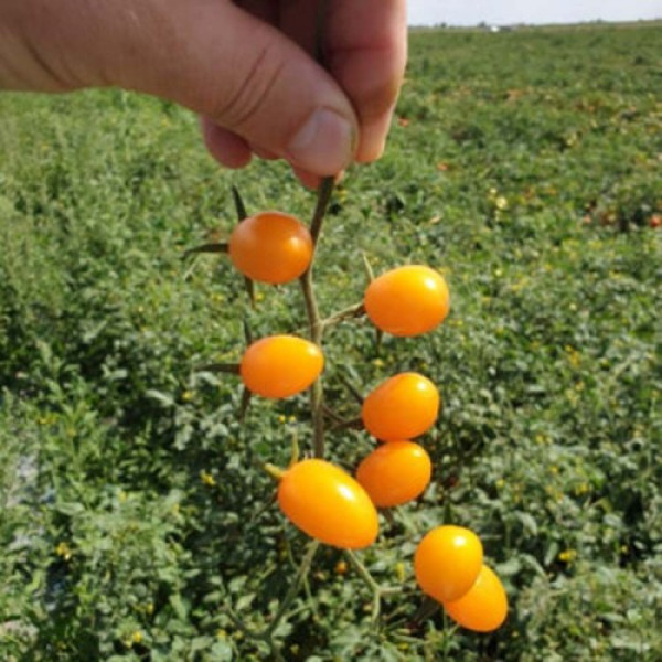 Миникин F1 семена дететерминантного томата (Lark Seeds)