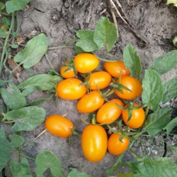 Миникин F1 семена дететерминантного томата (Lark Seeds)