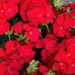 Мультіблум F1 червона (Multibloom F1 red) насіння пеларгонії (Syngenta)