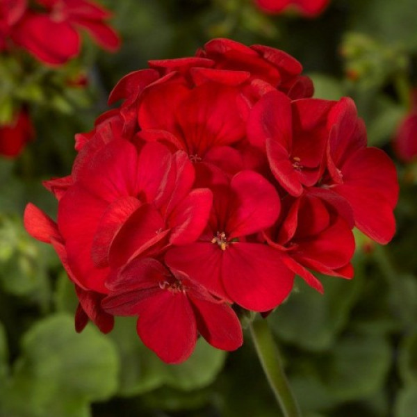 Мультіблум F1 червона (Multibloom F1 red) насіння пеларгонії (Syngenta)