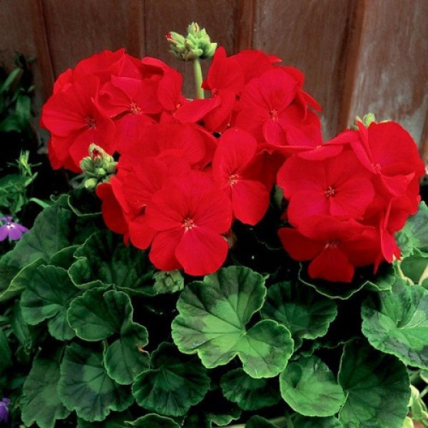 Мультіблум F1 червона (Multibloom F1 red) насіння пеларгонії (Syngenta)