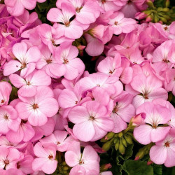 Мультіблум F1 лавандова (Multibloom F1 Lavender) насіння пеларгонії (Syngenta)