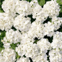 Мультіблум F1 біла (Multibloom F1 white) насіння пеларгонії (Syngenta)
