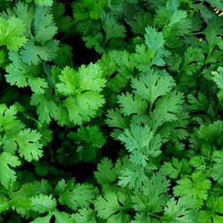 Нектар насіння кінзи (коріандру) (Геліос)