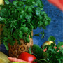 Нектар насіння кінзи (коріандру) (Геліос)