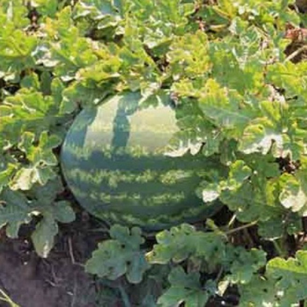 Нептун F1 насіння кавуна середнього (Takii Seeds)