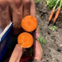 Нью Курода (1,8-2,0) насіння моркви (Asia Seed)