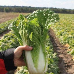 Орієнт Стар F1 (калібр.) насіння капусти пекінської (Takii Seeds)
