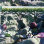 Рескью F1 семена капусты красноголовой (Syngenta)
