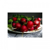 Родос семян редиса (Satimex)