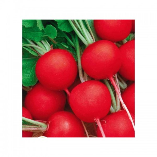 Родос семян редиса (Satimex)