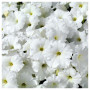Саксес F1 біла (white) насіння петунії грандіфлора (Benary)